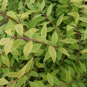 Euonymus alatus 125-150 cm